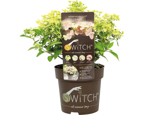 Hortensia paniculata Swith Ophelia en pot