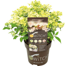 Hortensia paniculé Switch Ophelia en pot