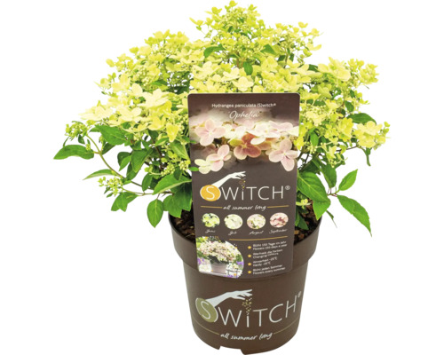 Hortensia paniculé Switch Ophelia en pot
