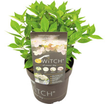 Hortensia paniculé S-Switch Ophelia en pot