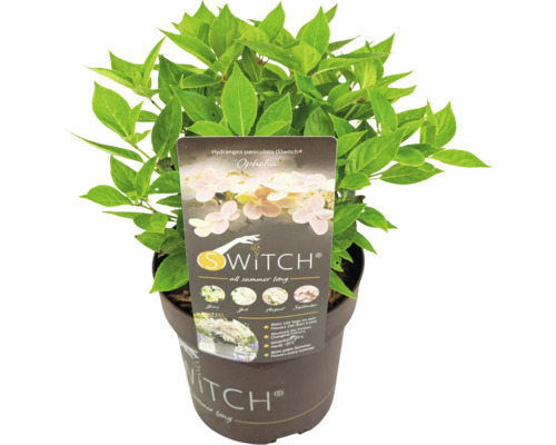 Hortensia paniculé S-Switch Ophelia en pot