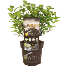 Hortensia paniculé Switch Ophelia en pot