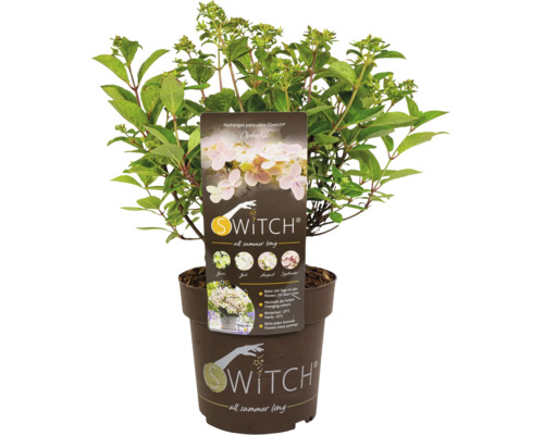 Hortensia paniculé Switch Ophelia en pot