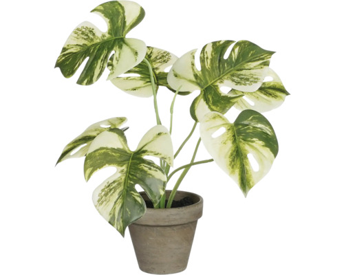 Monstera plante d''intérieur dans un pot