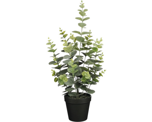 Plante d''eucalyptus en pot pour l''intérieur