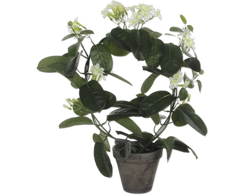 Im Topf wachsende Duftjasmin Pflanze