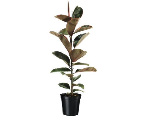 Bunte Gummibaum FloraSelf Ficus elastica 'Belize' Ø 21 cm Topf Gummibaum im Topf