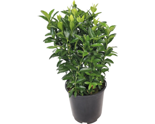 Im Topf gezüchteter Hecken-Spindelstrauch mit grünen Blättern