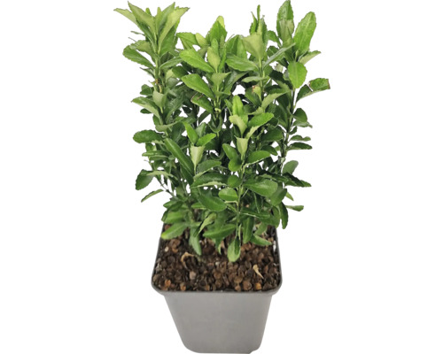 Fusain du Japon en colonne vert FloraSelf Euonymus japonicus "Green Spire" pot Ø 9 cm Fusain cultivé en pot avec des feuilles vertes pour l''extérieur.