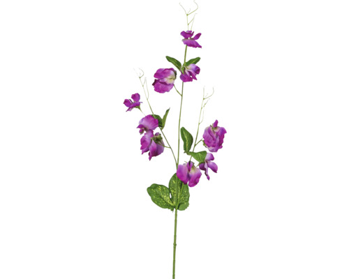 Dekorative Lathyrus-Zweig mit lila Blüten