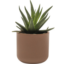 Haworthia Zimmerpflanze in einem Topf
