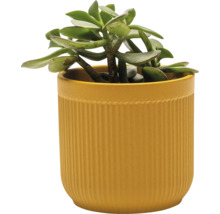 Zimmerpflanze im gerillten Topf