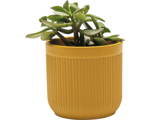 Zimmerpflanze im gerillten Topf