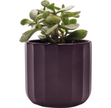 Zimmerpflanze Geldbaum in Pflanztopf