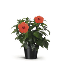 Hibiscus en pot avec des fleurs rouges