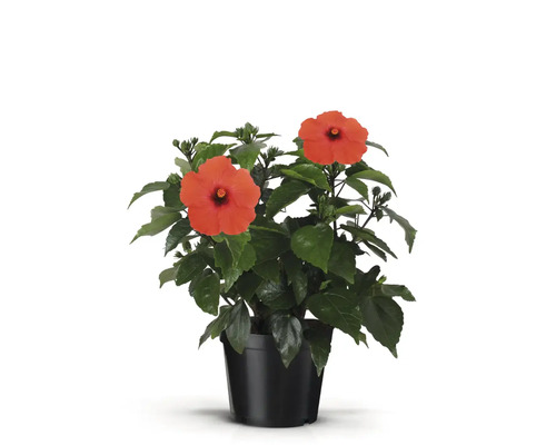 Hibiscus en pot avec des fleurs rouges