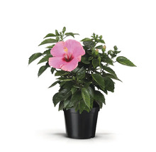 Hibiscus en pot avec fleur et feuilles