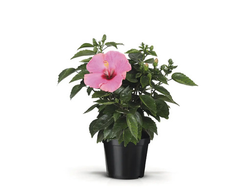 Hibiscus en pot avec fleur et feuilles