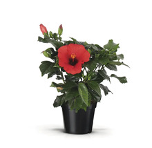 Hibiscus en pot