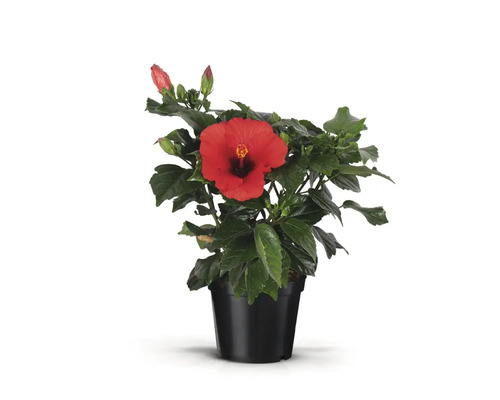 Hibiscus en pot