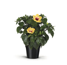 Hibiscus en pot avec des fleurs jaunes