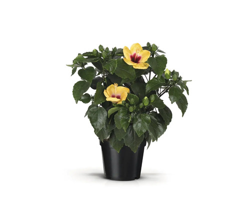 Hibiscus en pot avec des fleurs jaunes