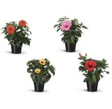 Fleurs d''hibiscus de différentes couleurs en pot