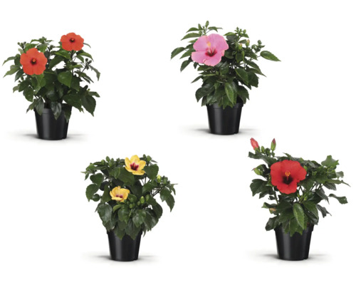 Fleurs d''hibiscus de différentes couleurs en pot