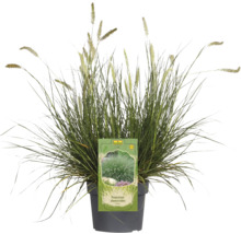 Pennisetum Alopecuroides im Topf