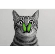 Un chat tigré avec un papillon vert sur le nez