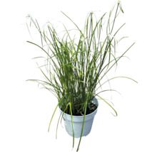 Souchet dans un pot