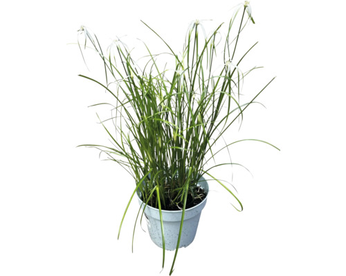 Souchet dans un pot