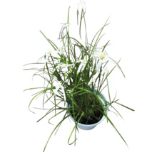 Lis étoile dans un pot
