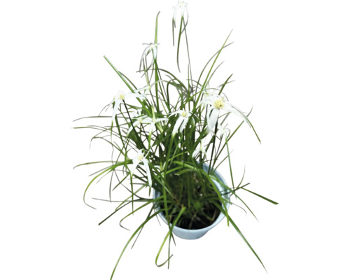 Lis étoile dans un pot