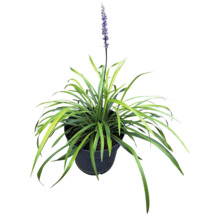 Plante Liriope Muscari en pot