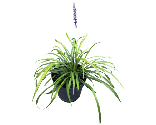 Plante Liriope Muscari en pot