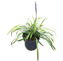 Gazon Liriope avec fleur en pot