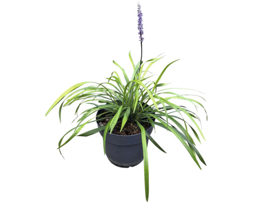 Gazon Liriope avec fleur en pot