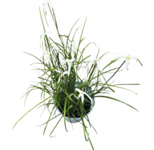 Astéracées en pot