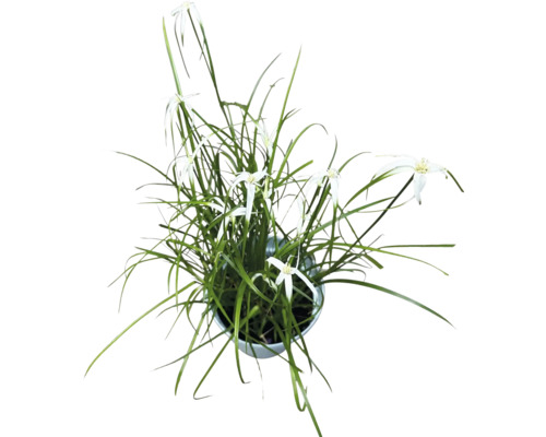 Astéracées en pot