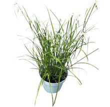 Type de luzule dans un pot de fleurs