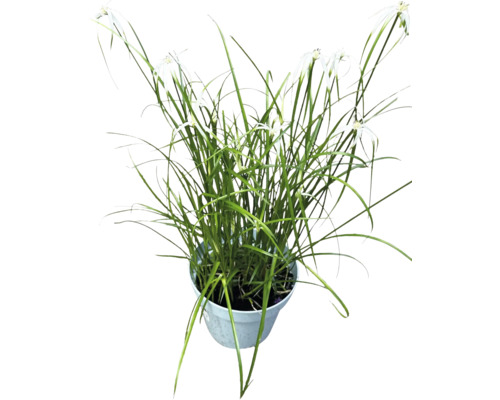 Type de luzule dans un pot de fleurs