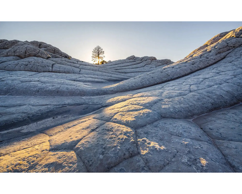 Papier peint panoramique intissé PSH104-VD4 Elephant Skin 4 pces 400 x 250 cm Paysage avec arbre et rochers