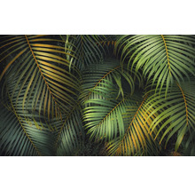 Gros plan de feuilles de palmier tropical.
