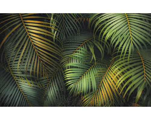 Gros plan de feuilles de palmier tropical.