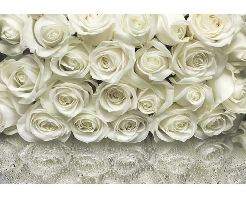 Gros plan de fleurs de roses blanches