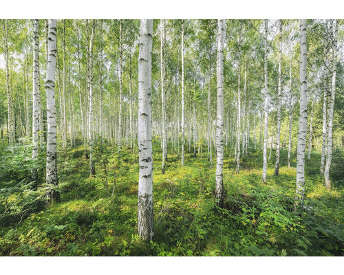 Forêt de bouleaux avec végétation verte