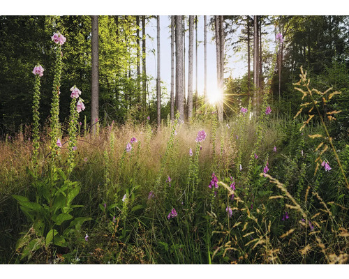 Waldszene mit blühenden Fingerhüten und hoch aufragenden Bäumen im Sonnenlicht