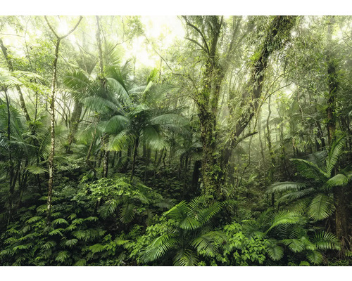 Dichter tropischer Wald mit üppiger Vegetation