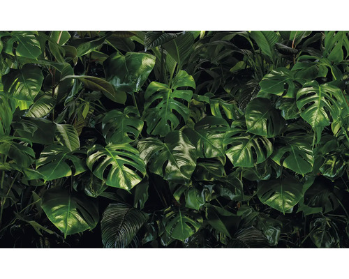 Dichte Ansammlung von Monstera-Blättern für eine tropische Atmosphäre